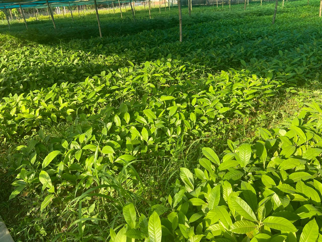 Forest nursery